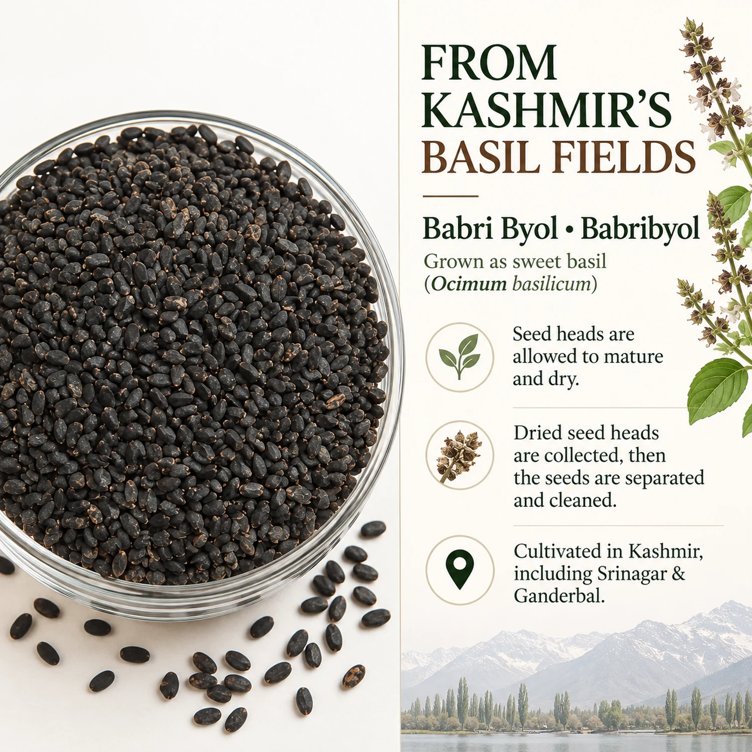 Kashmiri Basil Seeds (Mountain Sweet Basil Seeds - Koshur Babribeol) - Photo 3