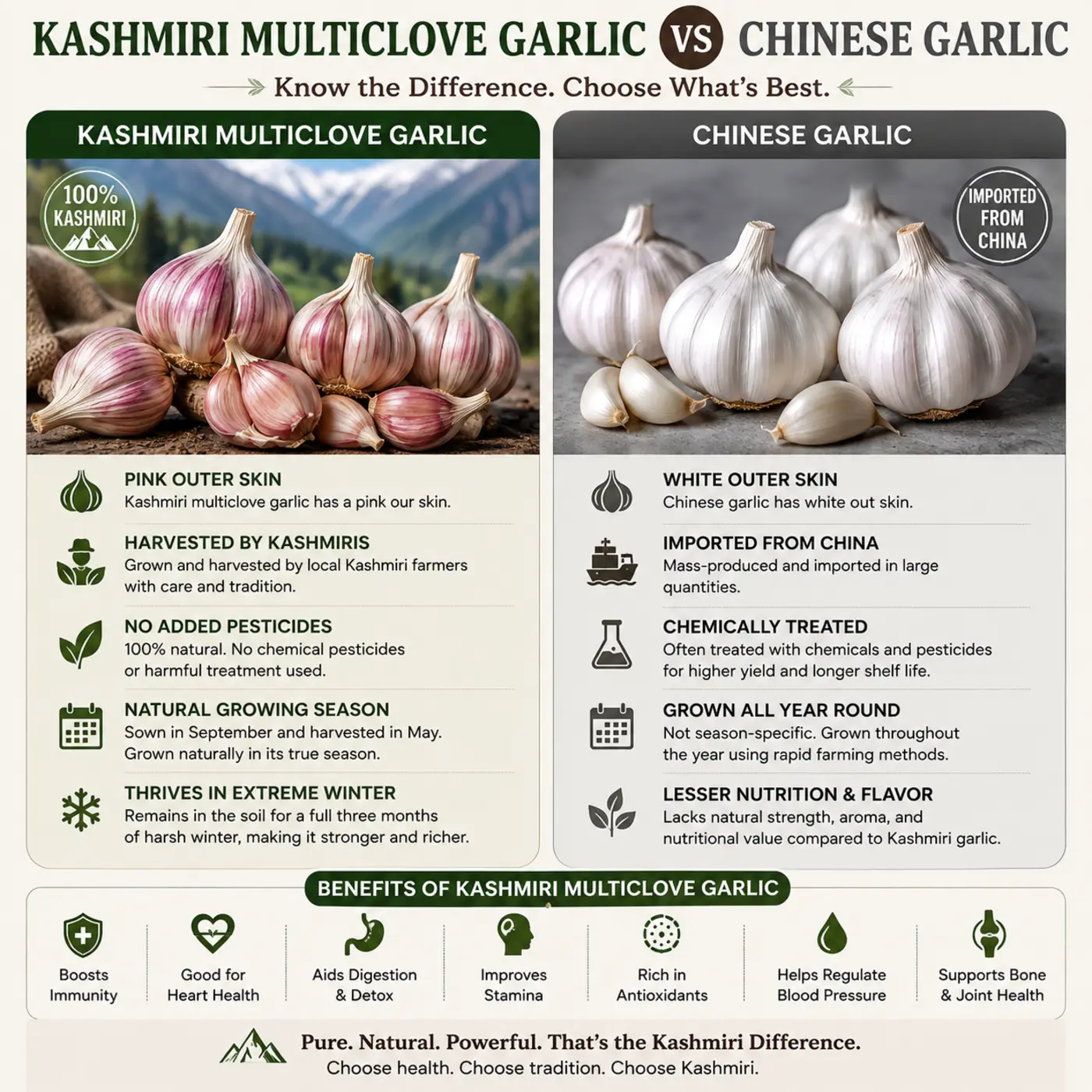 Kashmiri Pink Garlic (Royal Mountain Pink Garlic) - Photo 2