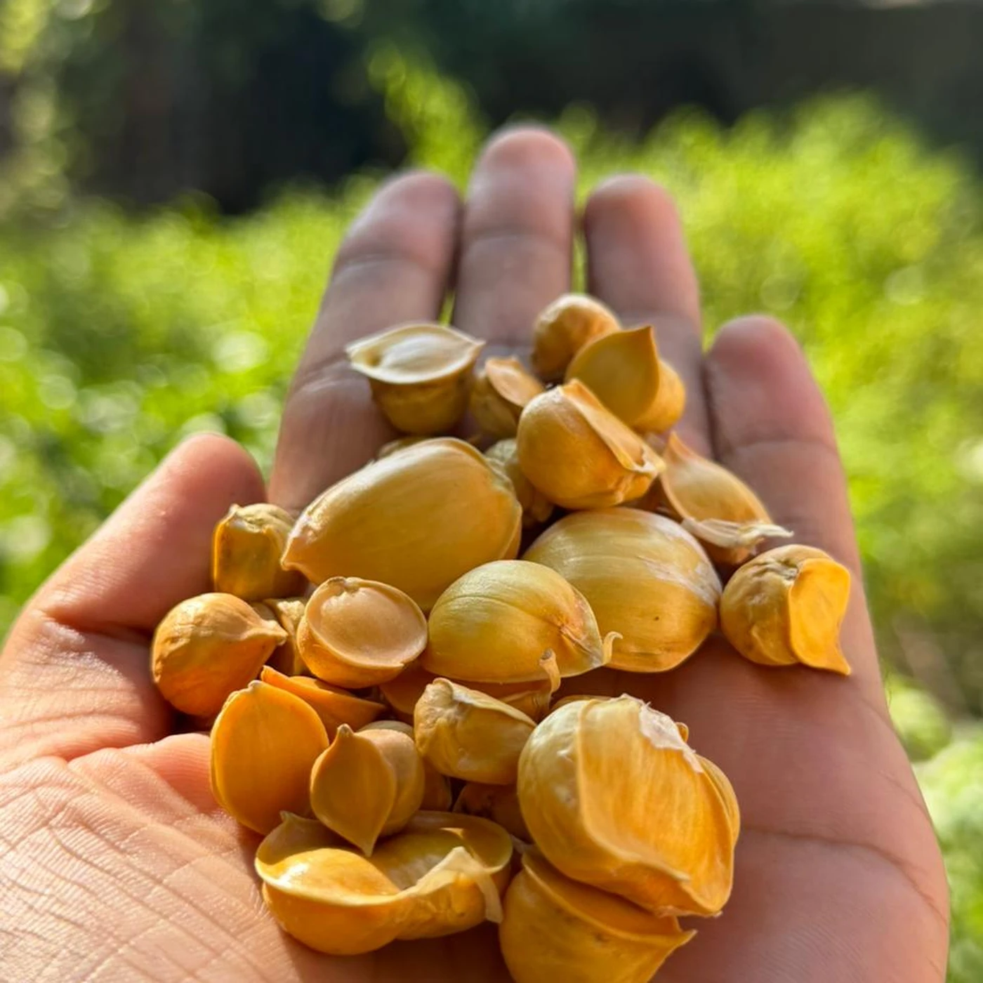 Kashmiri Mountain Garlic - Kashmiri Lahsun - Photo 3