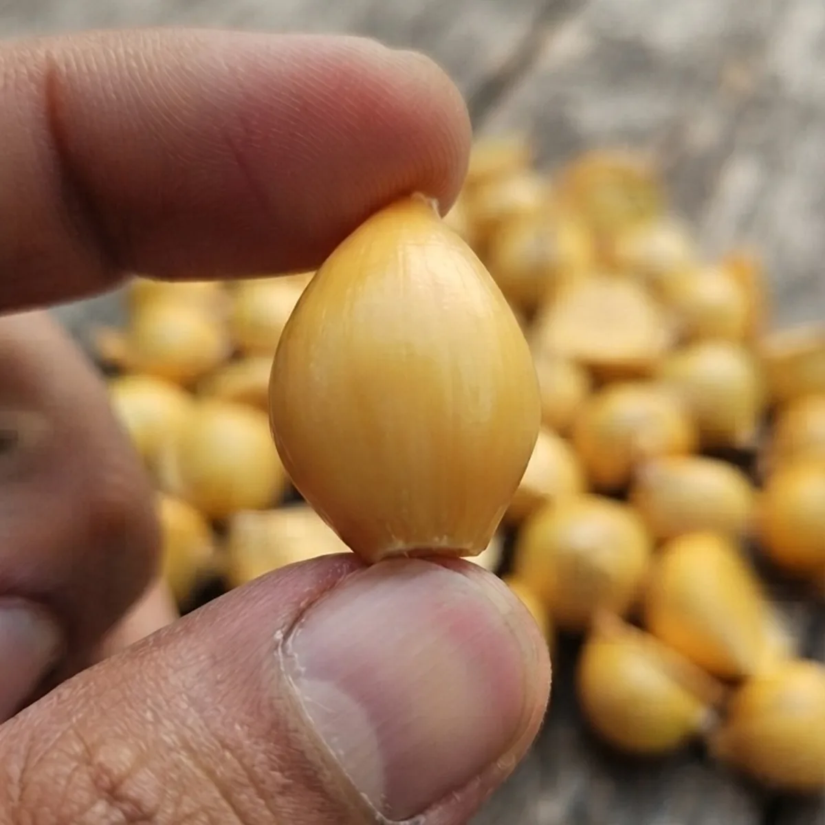 Kashmiri Garlic for Hair Fall: Old Remedy, Real Stories, Honest Research — close-up view of fresh Kashmiri harvest